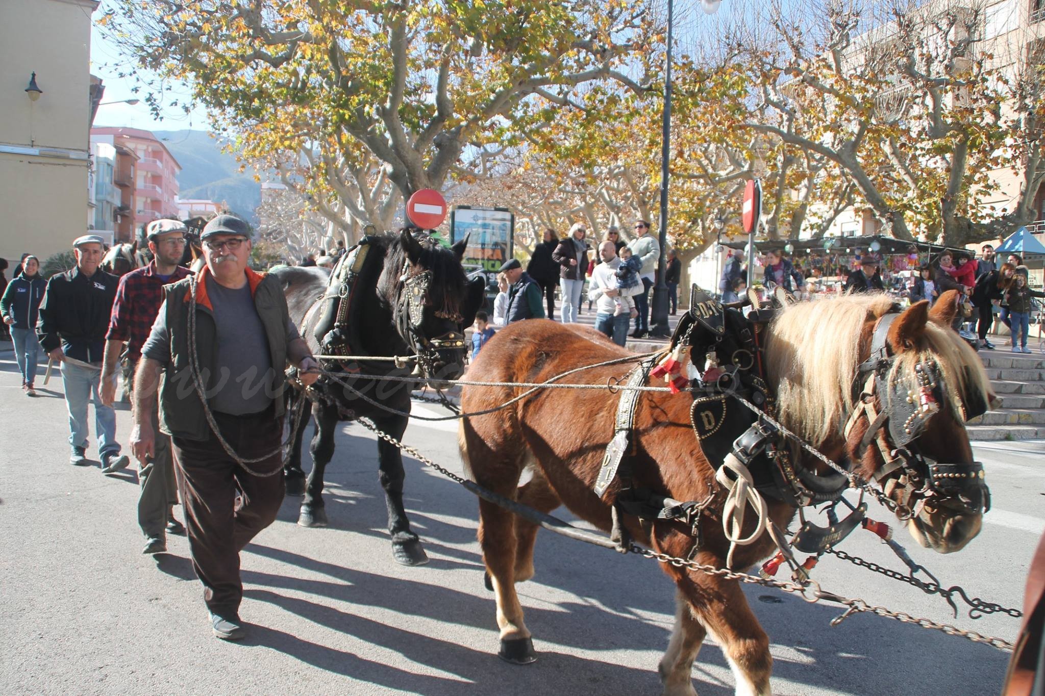 Enguany no es plantarà el pi per Sant Antoni i el Mig Any de Moros i Cristians ha estat ajornat