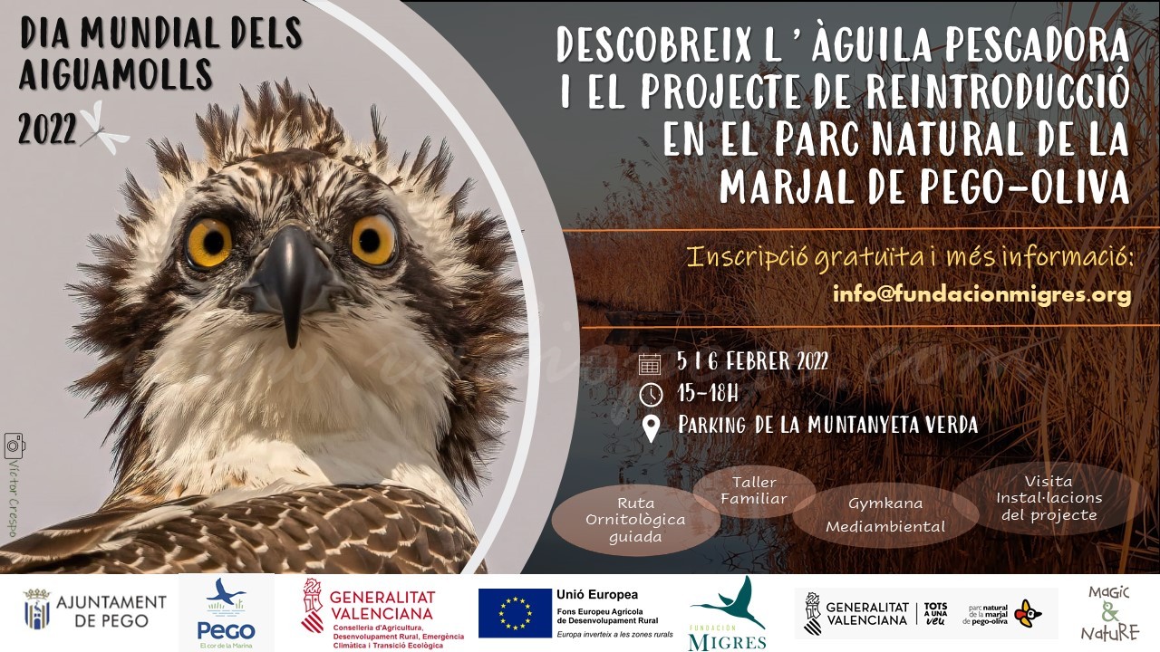 Activitats a la Marjal per a conéixer a l’àguila Estell pel Dia dels Aiguamolls