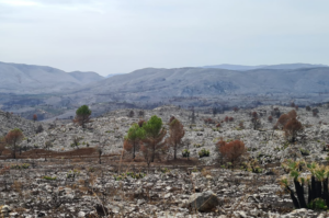 Jornada a la Vall d’Ebo sobre la influència del sector turístic en la regeneració de destins afectats pels incendis