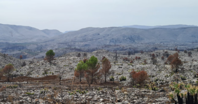 Jornada a la Vall d’Ebo sobre la influència del sector turístic en la regeneració de destins afectats pels incendis