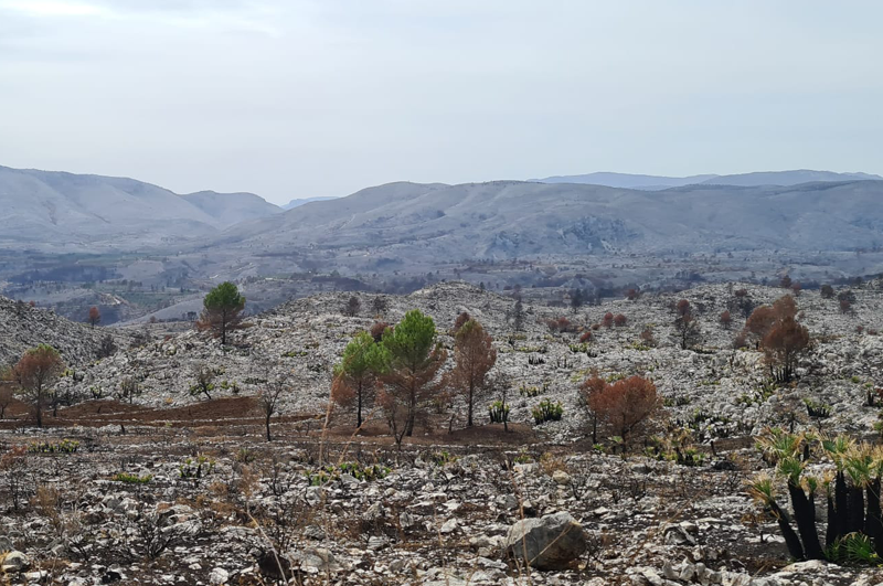 Jornada a la Vall d’Ebo sobre la influència del sector turístic en la regeneració de destins afectats pels incendis