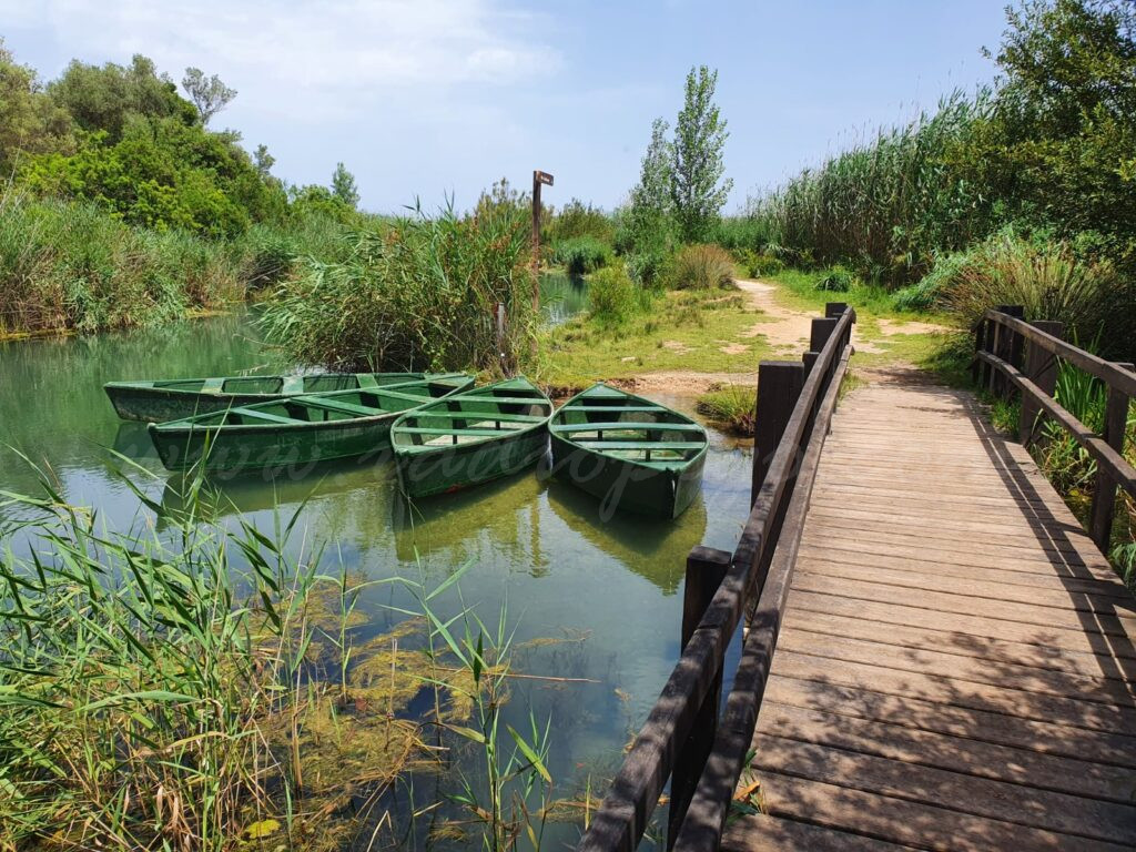 Tornen les activitats d’estiu per a conéixer l’entorn i la fauna de la Marjal
