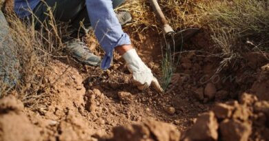 Ecologistes, administracions i empreses s’uneixen per a reforestar huit parcel·les afectades per l’últim incendi forestal a Pego