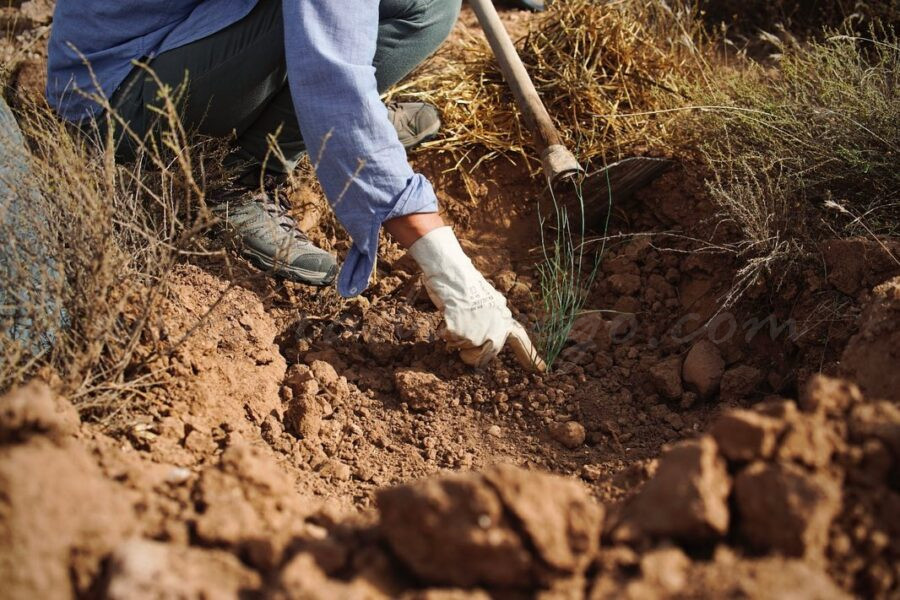 Ecologistes, administracions i empreses s’uneixen per a reforestar huit parcel·les afectades per l’últim incendi forestal a Pego