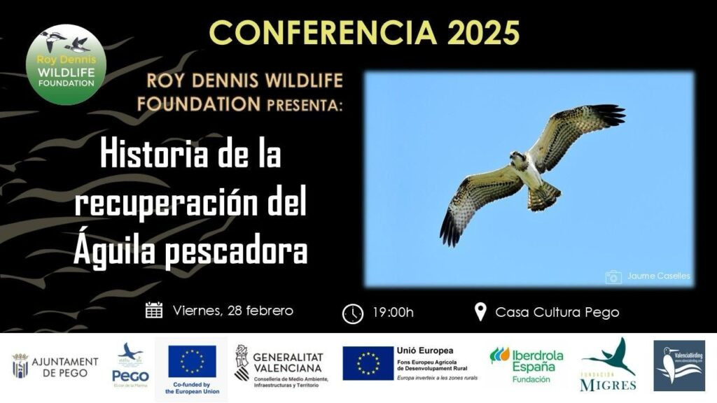 L’àguila pescadora protagonista esta vesprada a la Casa de Cultura de Pego