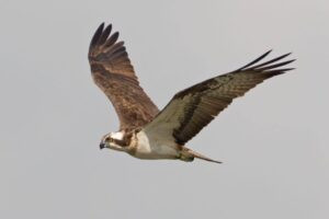S’albira el primer exemplar d’àguila pescadora que ha tornat a les proximitat del PN de la Marjal de Pego-Oliva