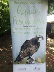 La tornada d’un dels exemplars d’àguila pescadora pivota durant la presentació dels nous 12 polls arribats d’Escòcia