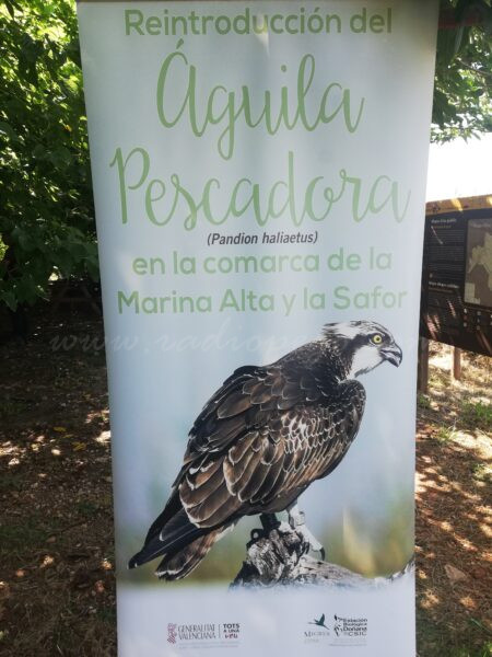 La tornada d’un dels exemplars d’àguila pescadora pivota durant la presentació dels nous 12 polls arribats d’Escòcia La tornada d’un dels exemplars d’àguila pescadora pivota durant la presentació dels nous 12 polls arribats d’Escòcia