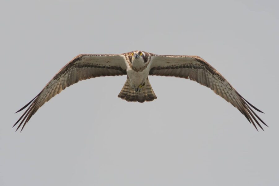 La presència de diversos exemplars d’àguila pescadora ressalta el valor estratègic del parc natural de la Marjal de Pego-Oliva La presència de diversos exemplars d’àguila pescadora ressalta el valor estratègic del parc natural de la Marjal de Pego-Oliva
