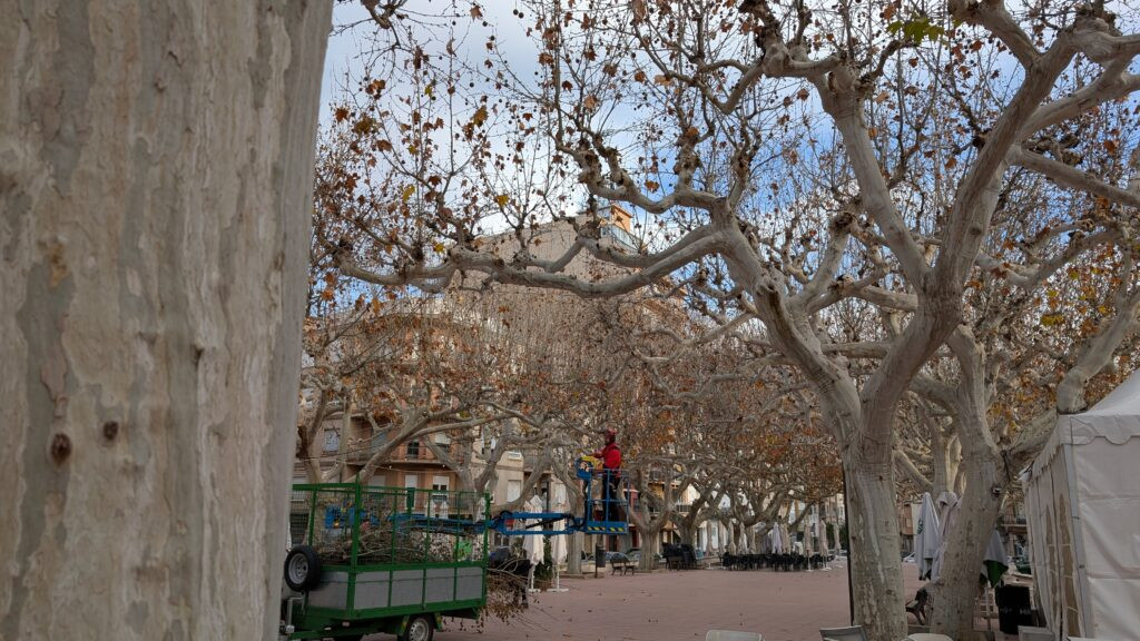 La salut dels arbres del Passeig Cervantes, a estudi